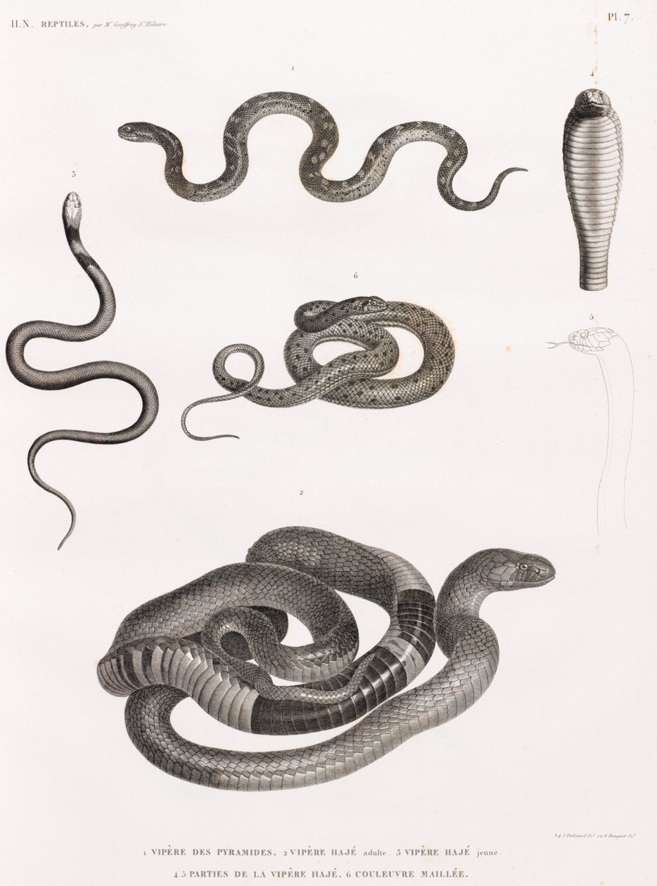Rettili: serie di illustrazioni di serpenti da Unbekannt