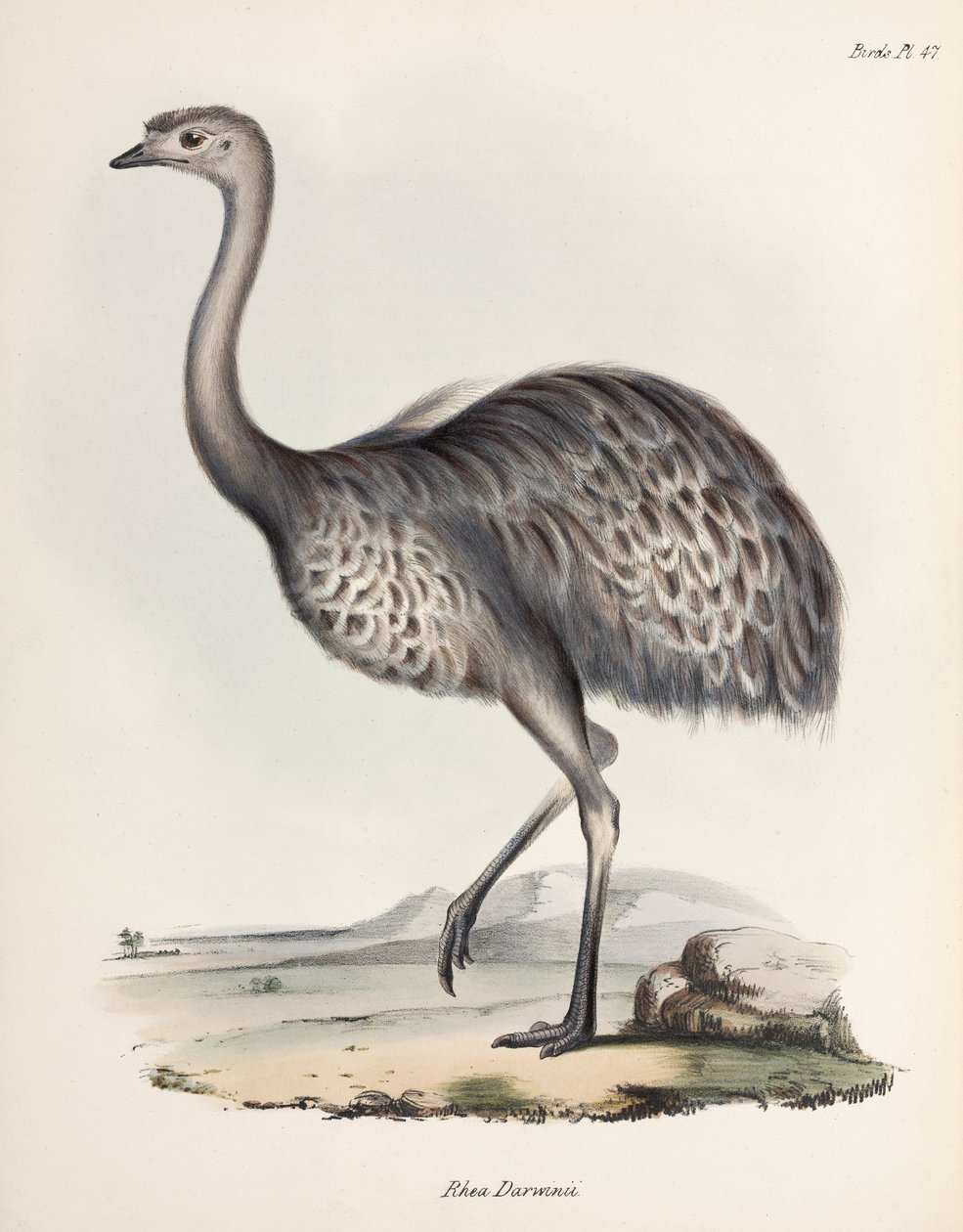 Nandù, Sud America, c. 1832-1836 da Unbekannter Künstler