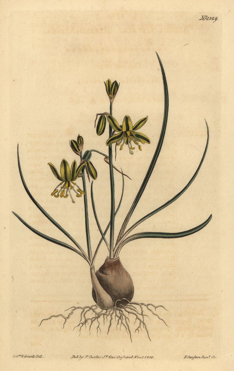 Albuca a nastro, Albuca vittata da Unbekannt