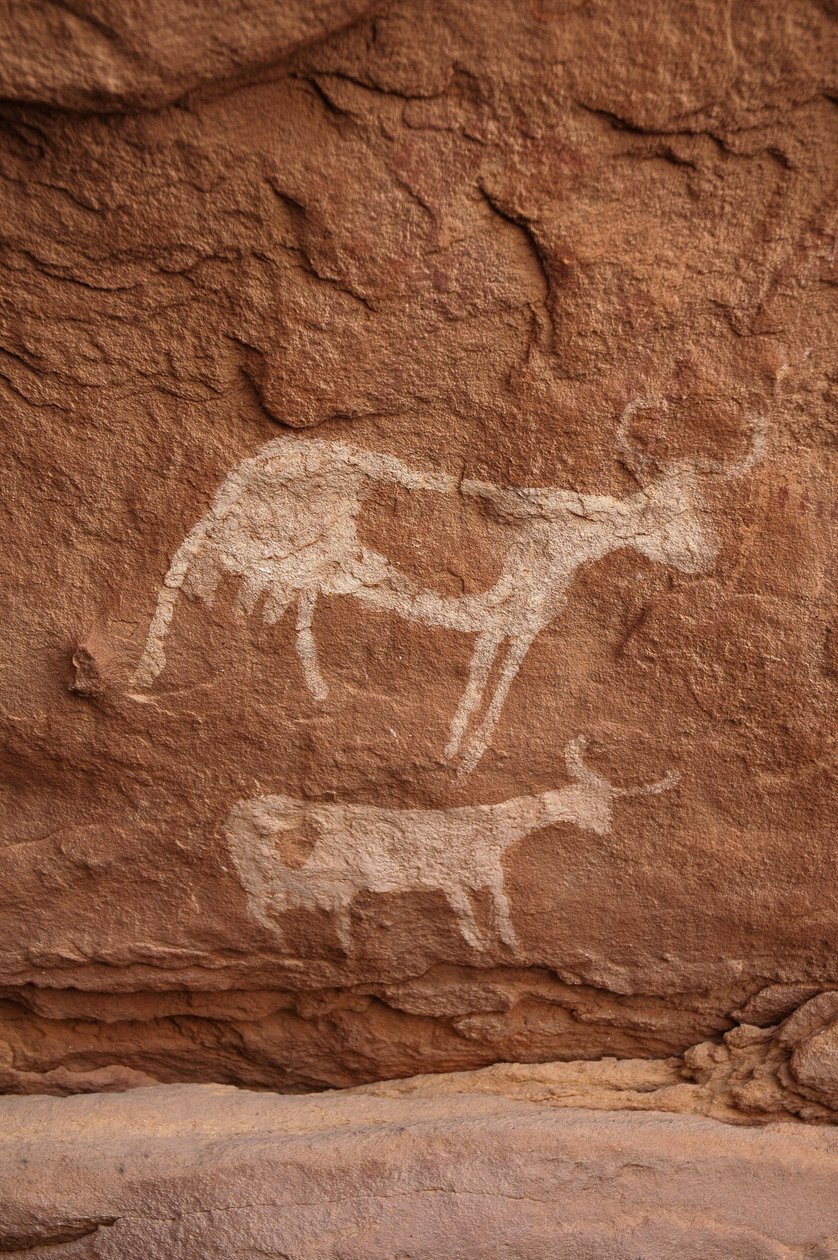 Arte rupestre, Preistoria: Pittura rupestre di due mucche con grandi corna in un rifugio ornato, nel massiccio di Uweinat, Sudan da Unbekannt