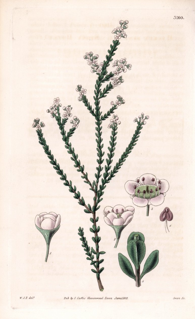 Trittomene rocciosa, Thryptomene saxicola (arbusto roccioso del sud-ovest australiano). Incisione a mano colorata da 