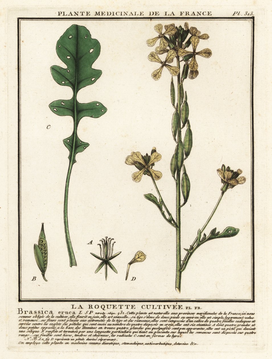 Rucola, Eruca vesicaria da Unbekannter Künstler
