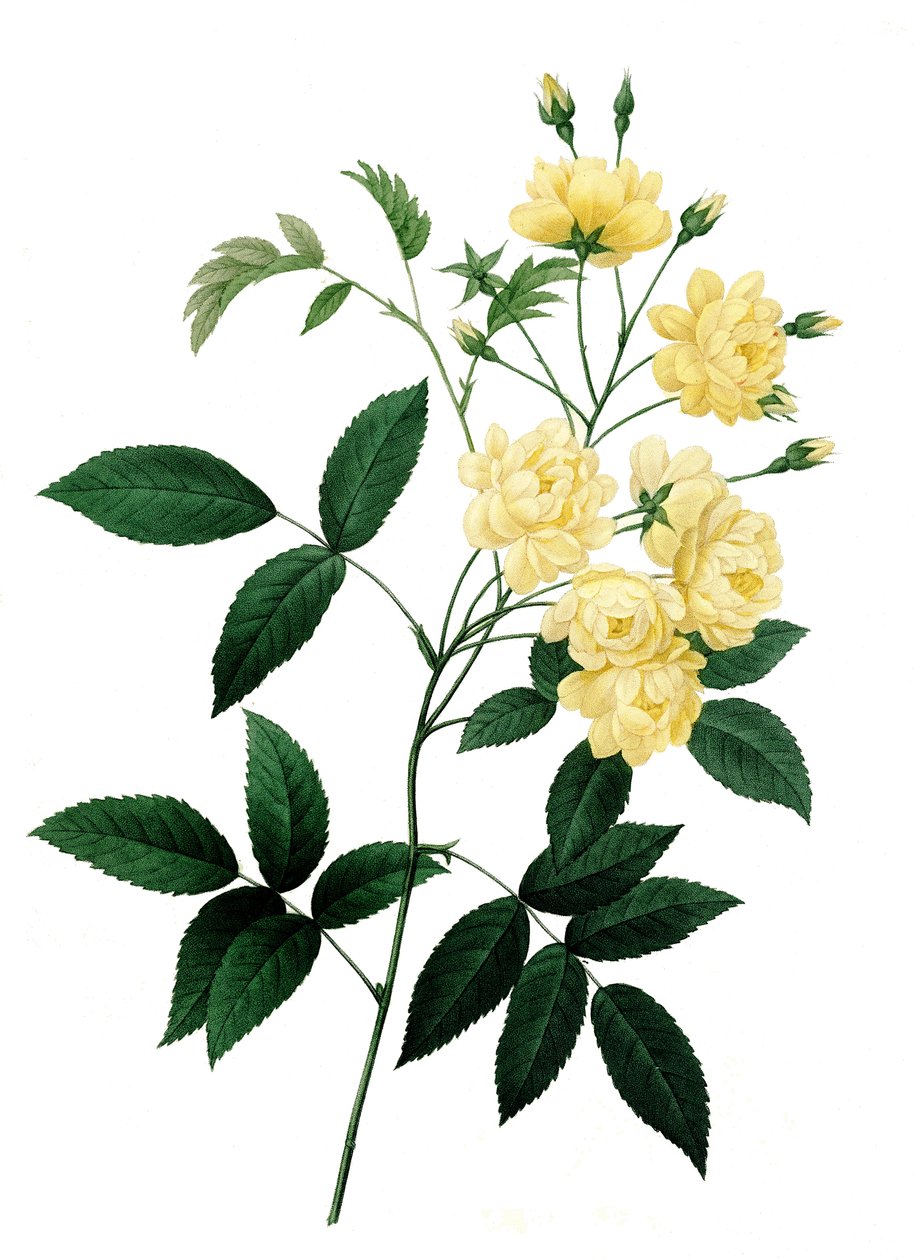 Rosa Rosier de Bancks var. a fleurs jaunes, Rosa banksiae, Rosa di Banks da Unbekannter Künstler