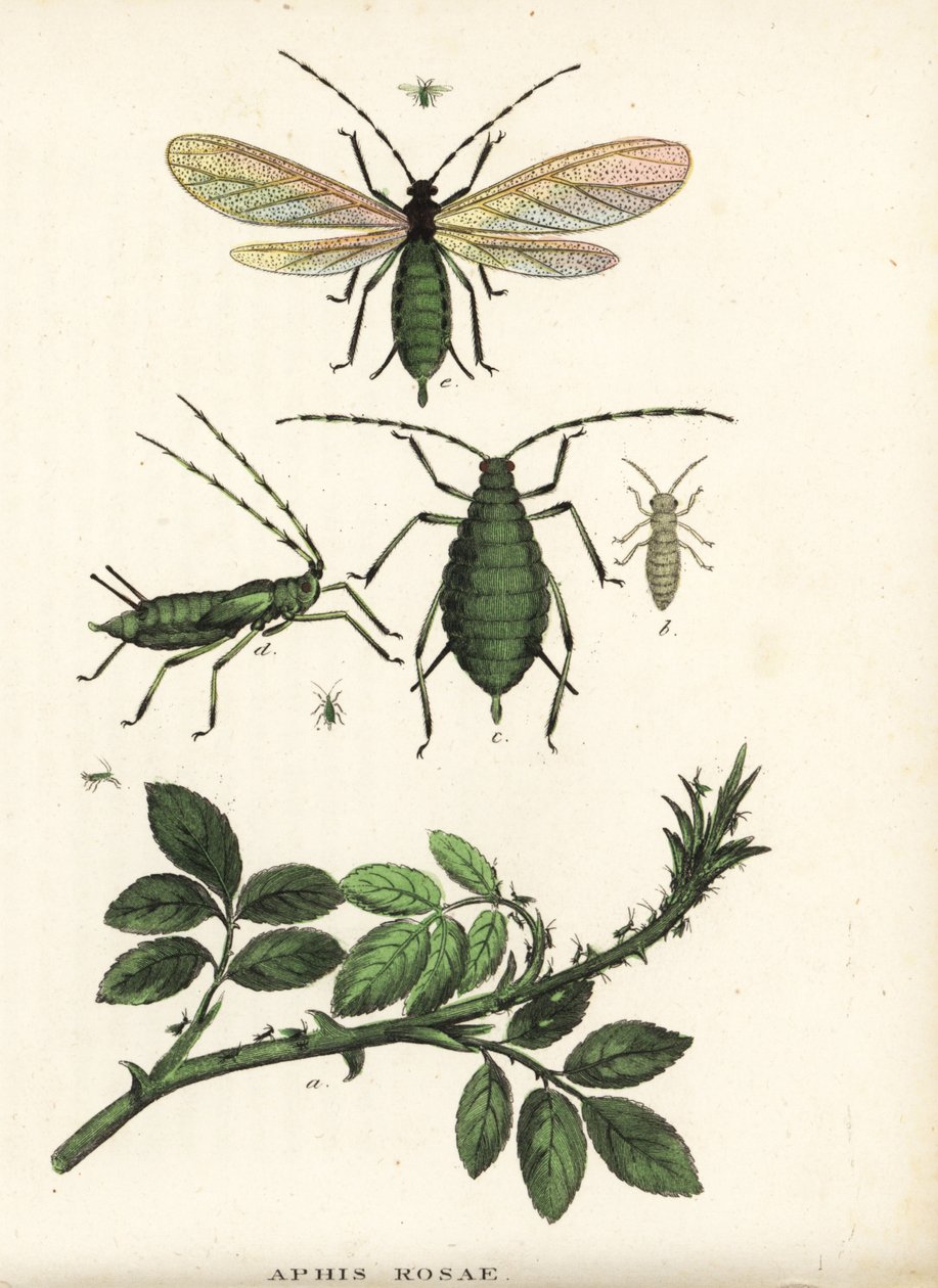 Afide della rosa, Aphis rosae, su cespuglio di rose. Litografia colorata a mano dalla 