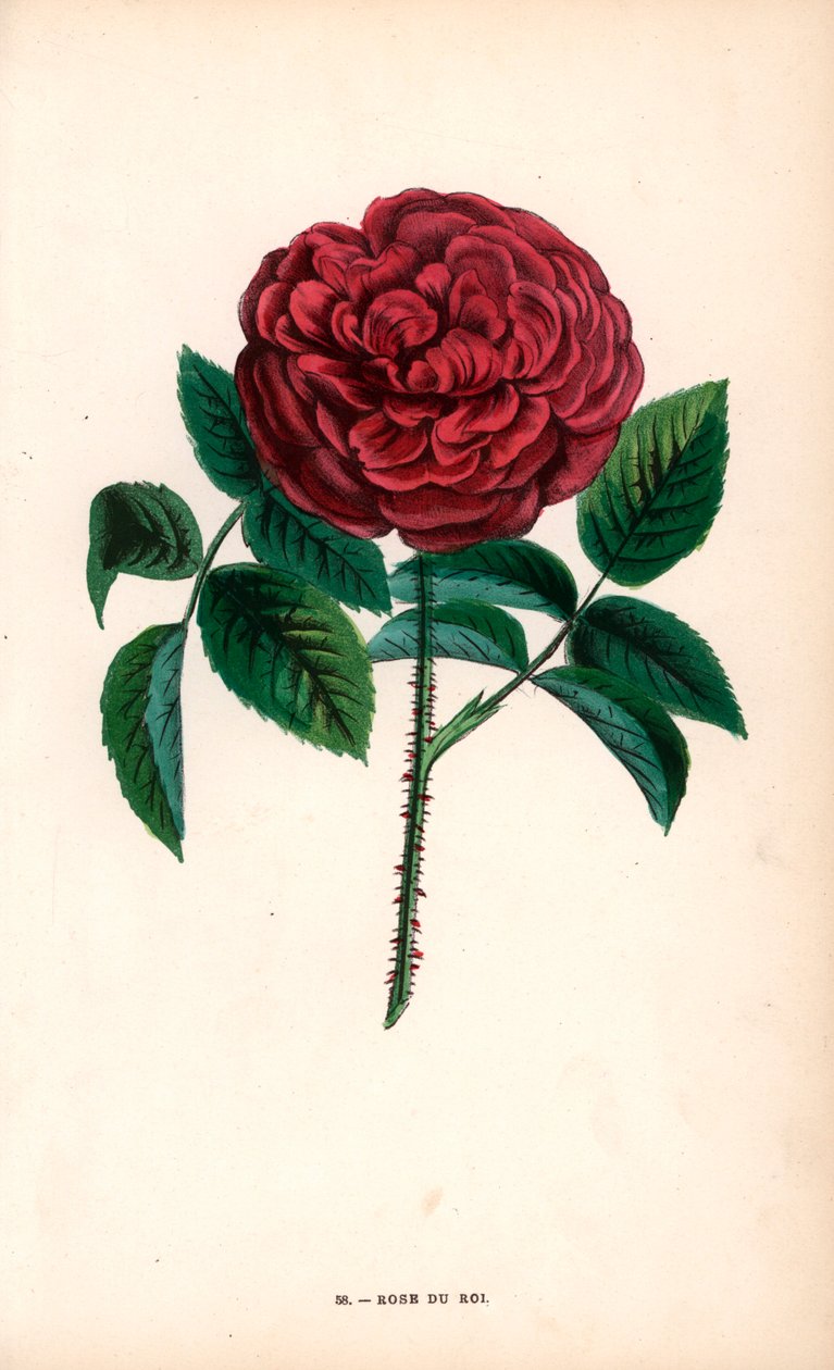 Rose du Roi, un ibrido ottenuto dalla rosa di Portland, Rosa portlandica, da Monsieur Souchet a Sevres da Unbekannter Künstler
