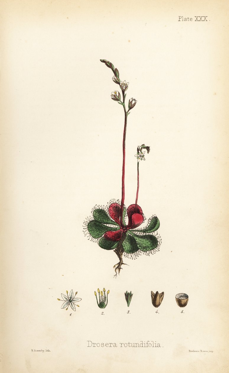 Drosera a foglie rotonde, Drosera rotundifolia. Litografia colorata a mano di Henry Sowerby da Flora Homeopathica di Edward Hamilton, Bailliere, Londra da Unbekannter Künstler