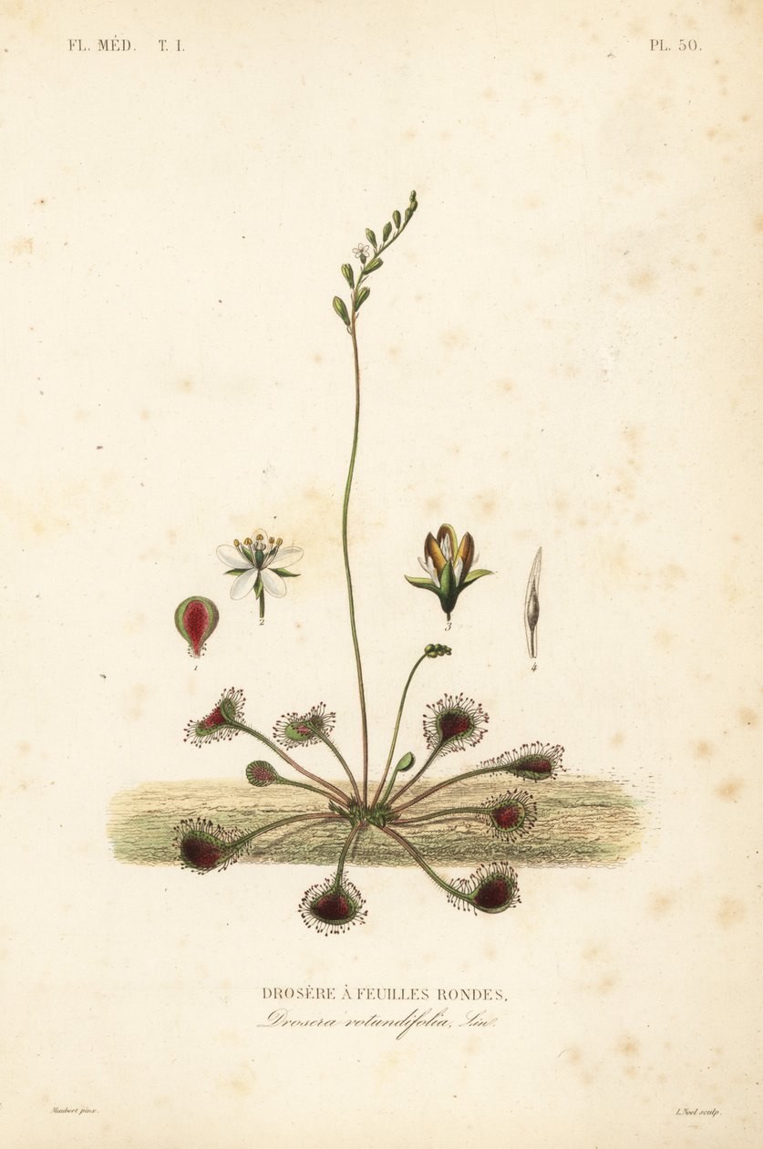 Drosera a foglie rotonde da Unbekannt