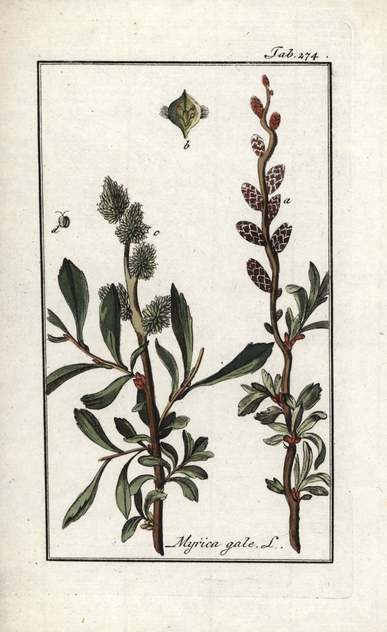 Mirica gale. Litografia da 