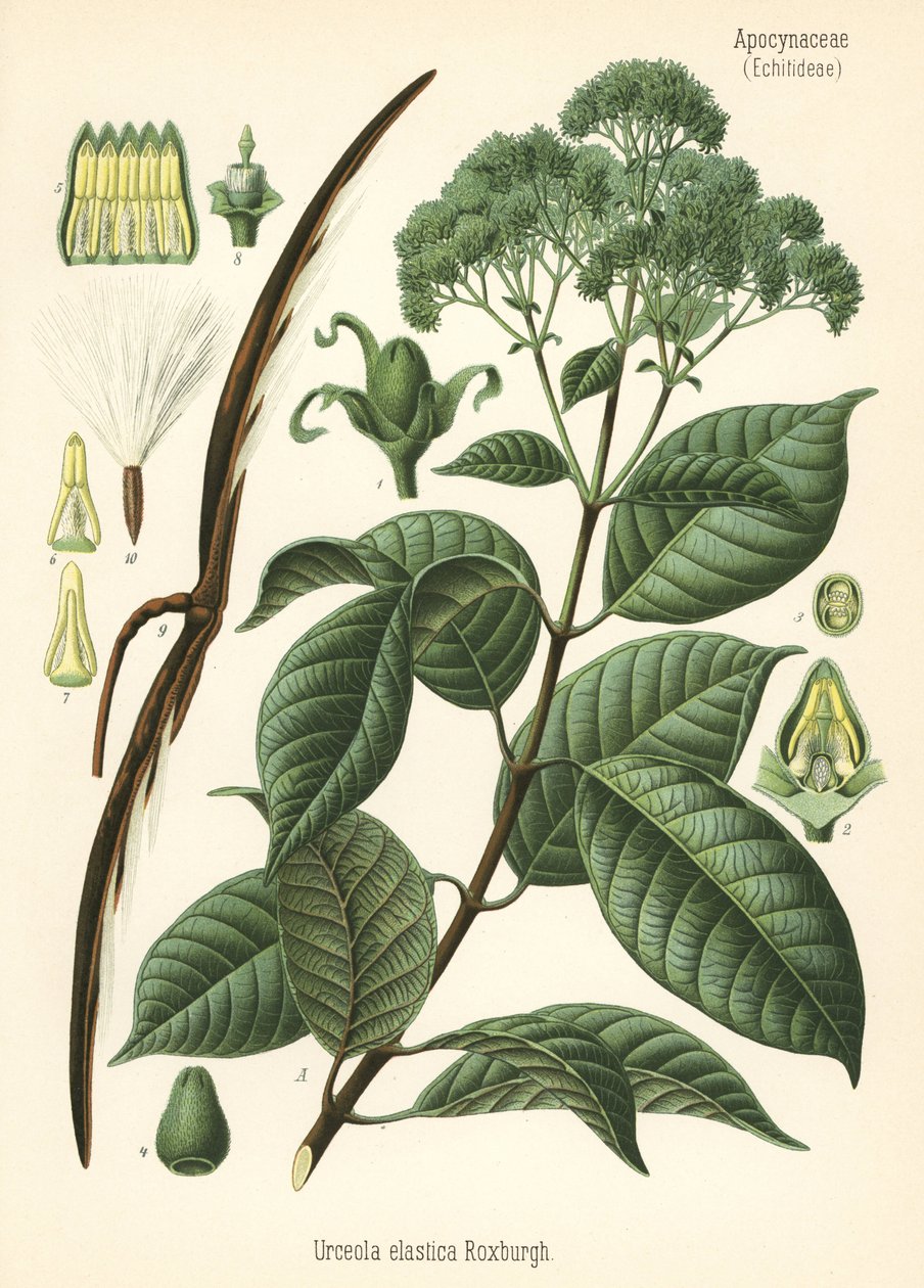 Albero della gomma, Urceola elastica da Unbekannter Künstler