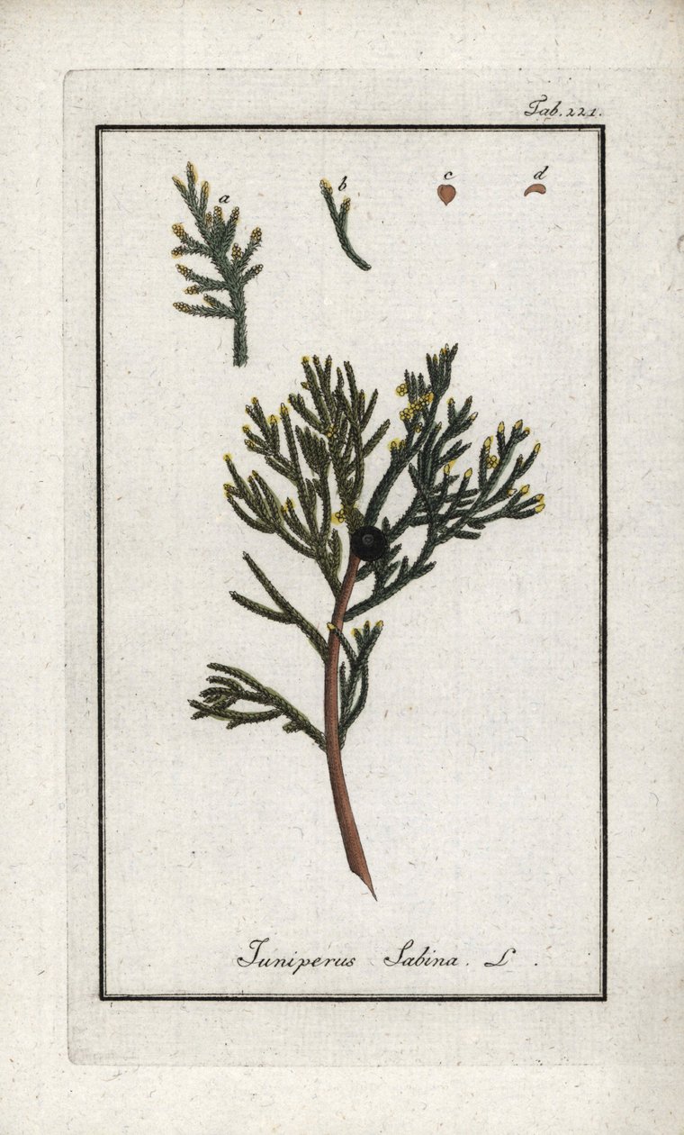 Ginepro sabina. Litografia da 