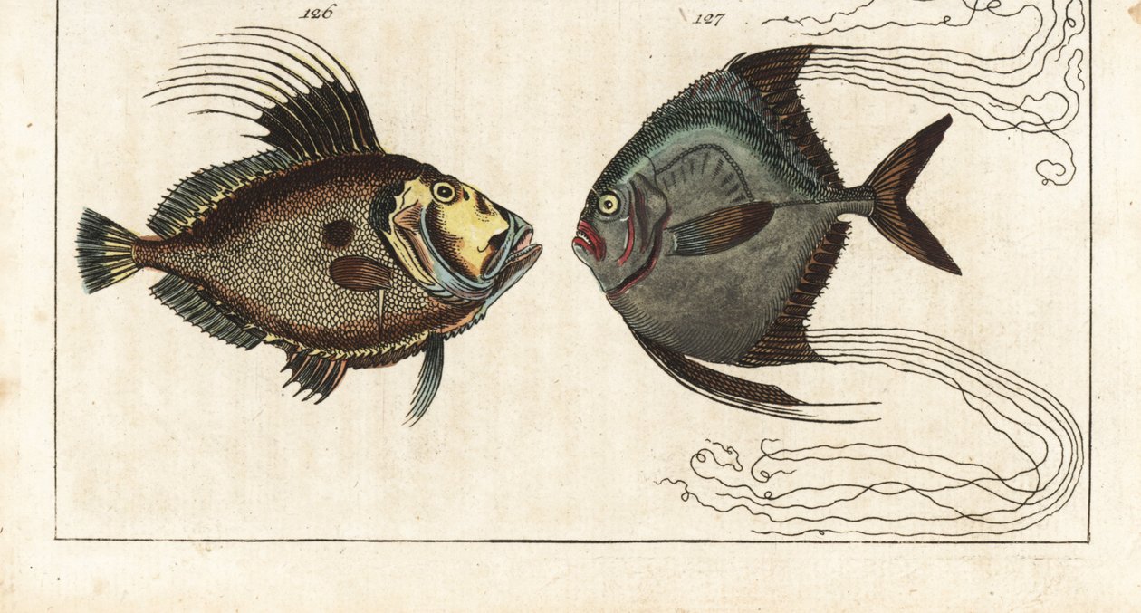 Pesce San Pietro e carango africano da Unbekannter Künstler