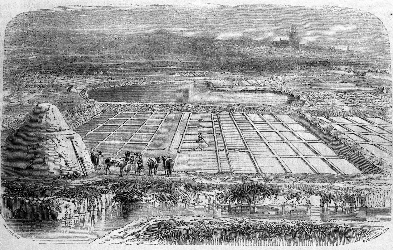 Produzione di sale: saline della Francia meridionale. Incisione del XIX secolo da Unbekannt
