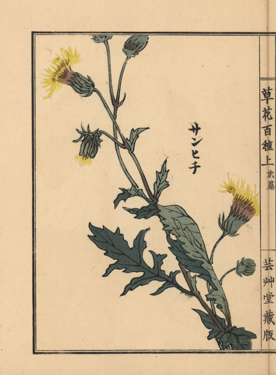 Sanhichisou o passiflora giapponese, Gynura japonica. Incisione xilografica colorata a mano di Kono Bairei da Kusa Bana Hyakushu (Cento varietà di fiori), Tokyo, Yamada da Unbekannter Künstler