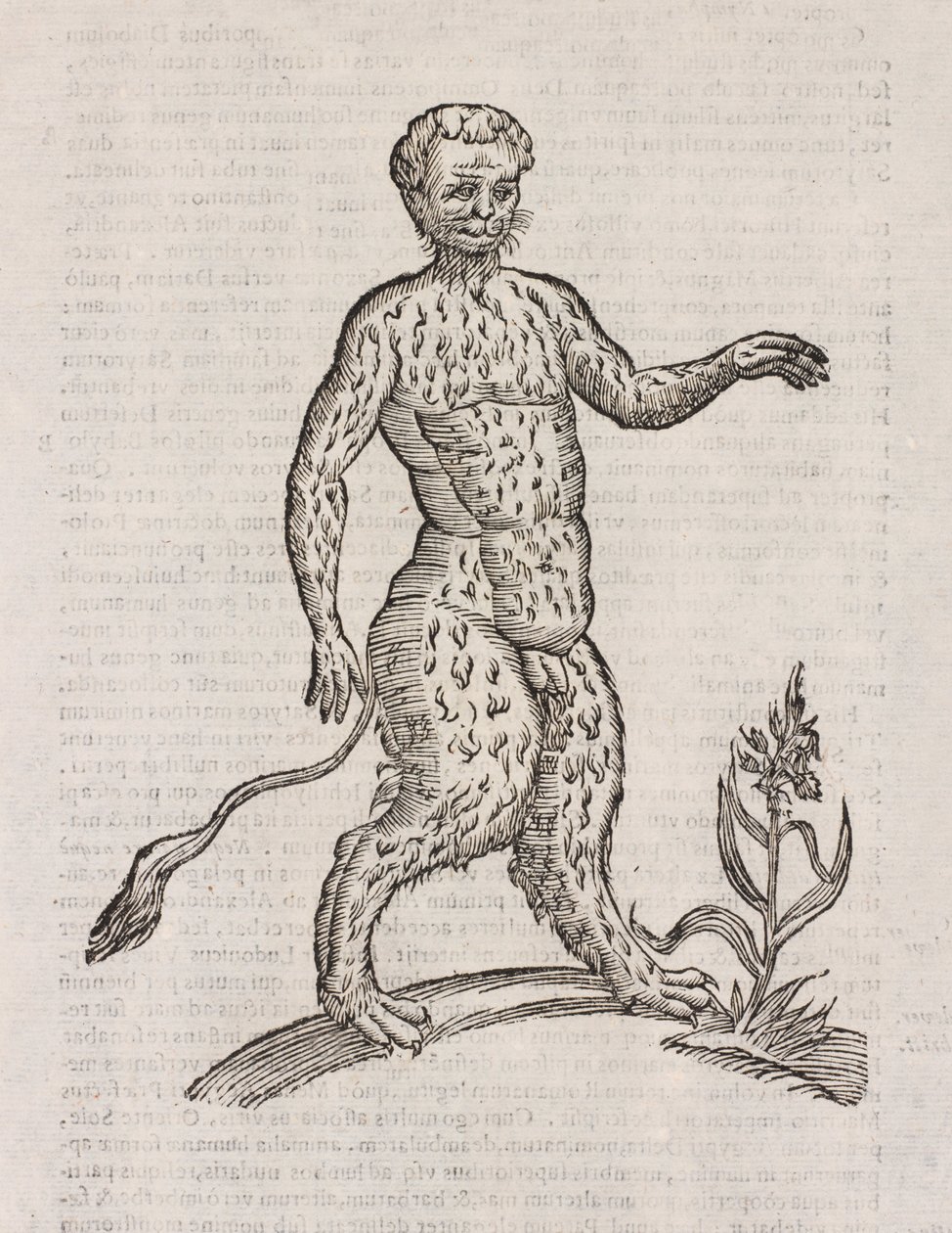 Satyri altera species da Unbekannt