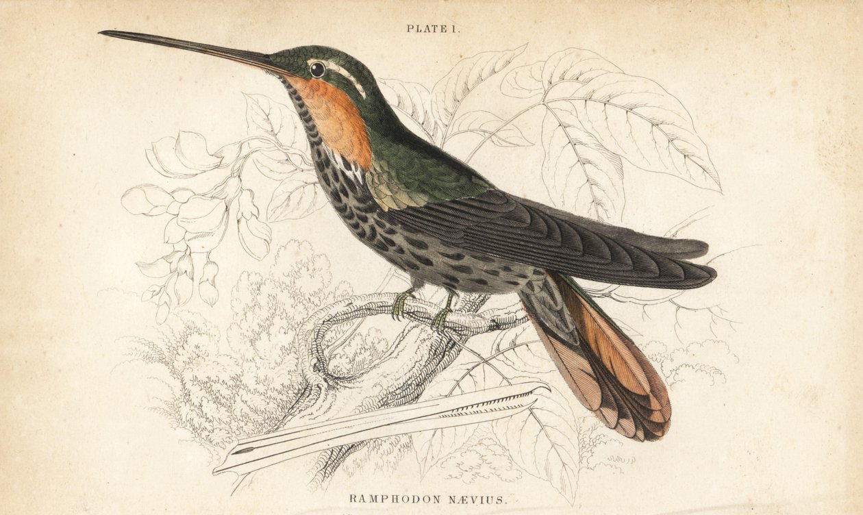 Colibrì a becco seghettato, Ramphodon naevius. Incisione a mano colorata da William Lizars dal libro di Sir William Jardine