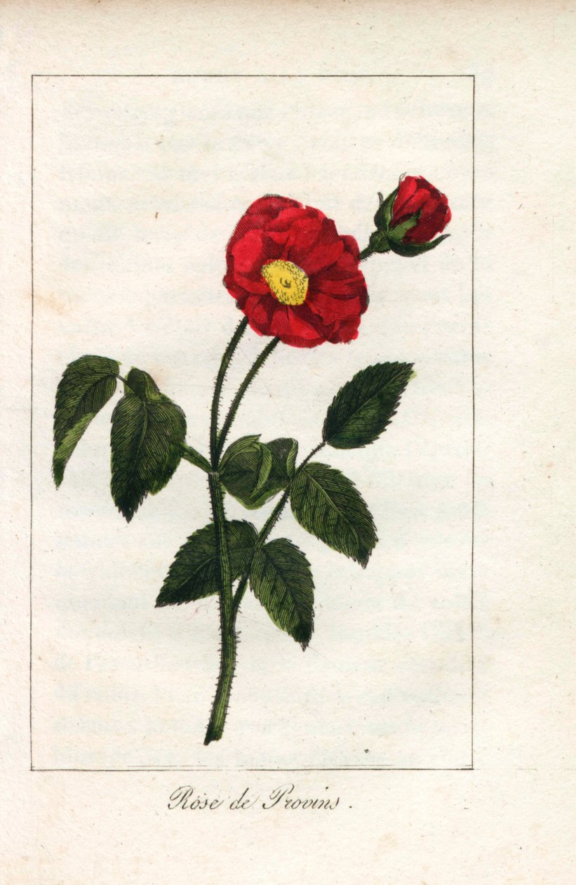 Rosa scarlatta di Provenza (incisione) da Unbekannter Künstler