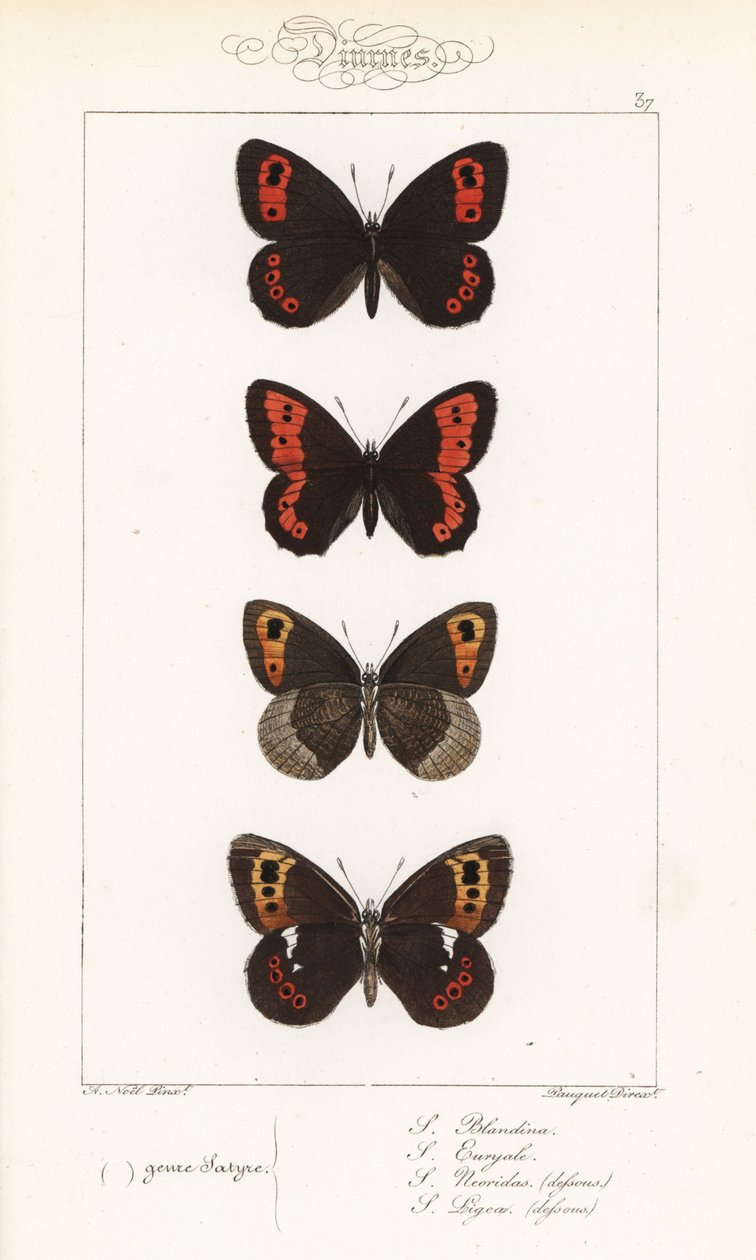 Scotch argus, Erebia aethiops, large ringlet, Erebia euryale, autumn ringlet, Erebia neoridas (ventrale), e Arran brown, Erebia ligea (ventrale) da Unbekannter Künstler