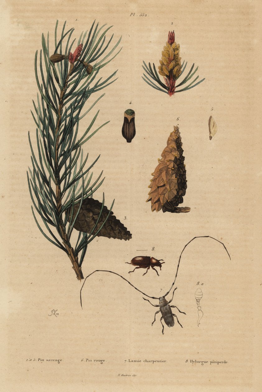 Pino silvestre, Pinus sylvestris 1-5, e pino rosso o norvegese, Pinus resinosa 6, coleottero tessitore, Lamia textor 7 e coleottero del pino, Tomicus piniperda 8 da Unbekannt