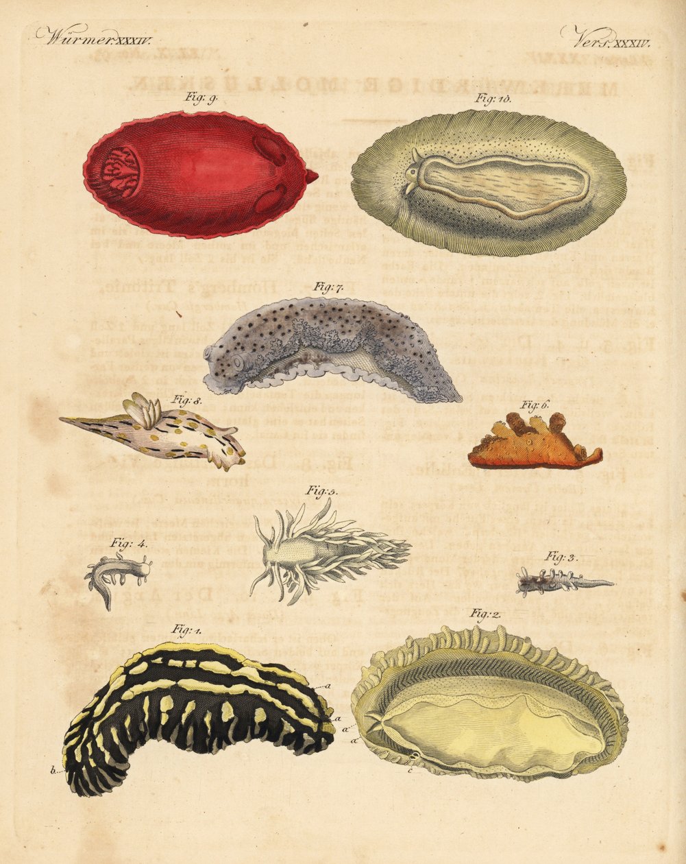 Lumache di mare: Phyllidia varicosa 1,2, Tergipes limacina 3,4, Aeolidia papillosa 5, Scyllaea pelagica 6, Tritonia hombergii 7, Polycera quadrilineata 8, e Platydoris argo 9,10. Incisione a rame colorata a mano dal 