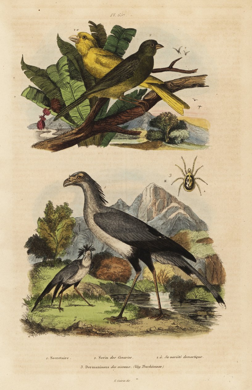 Uccello segretario, Sagittarius serpentarius, canarini selvatici e domestici, Serinus canaria da Unbekannt