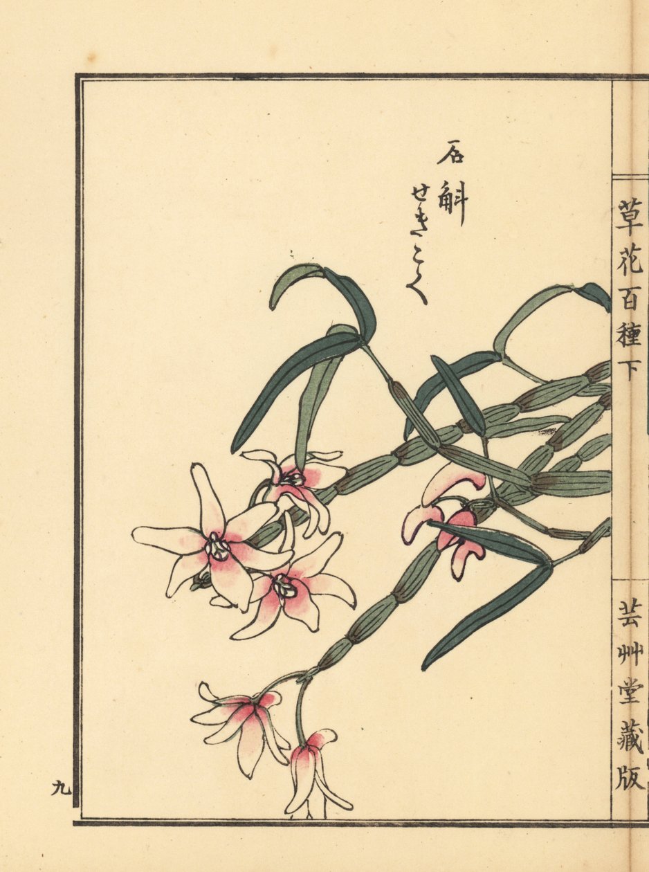 Sekkoku, dendrobium di Mohl o orchidea di pietra giapponese, Dendrobium moniliforme. Incisione a mano colorata su blocco di legno di Kono Bairei dal libro Kusa Bana Hyakushu (Cento varietà di fiori), Tokyo, Yamada da Unbekannter Künstler