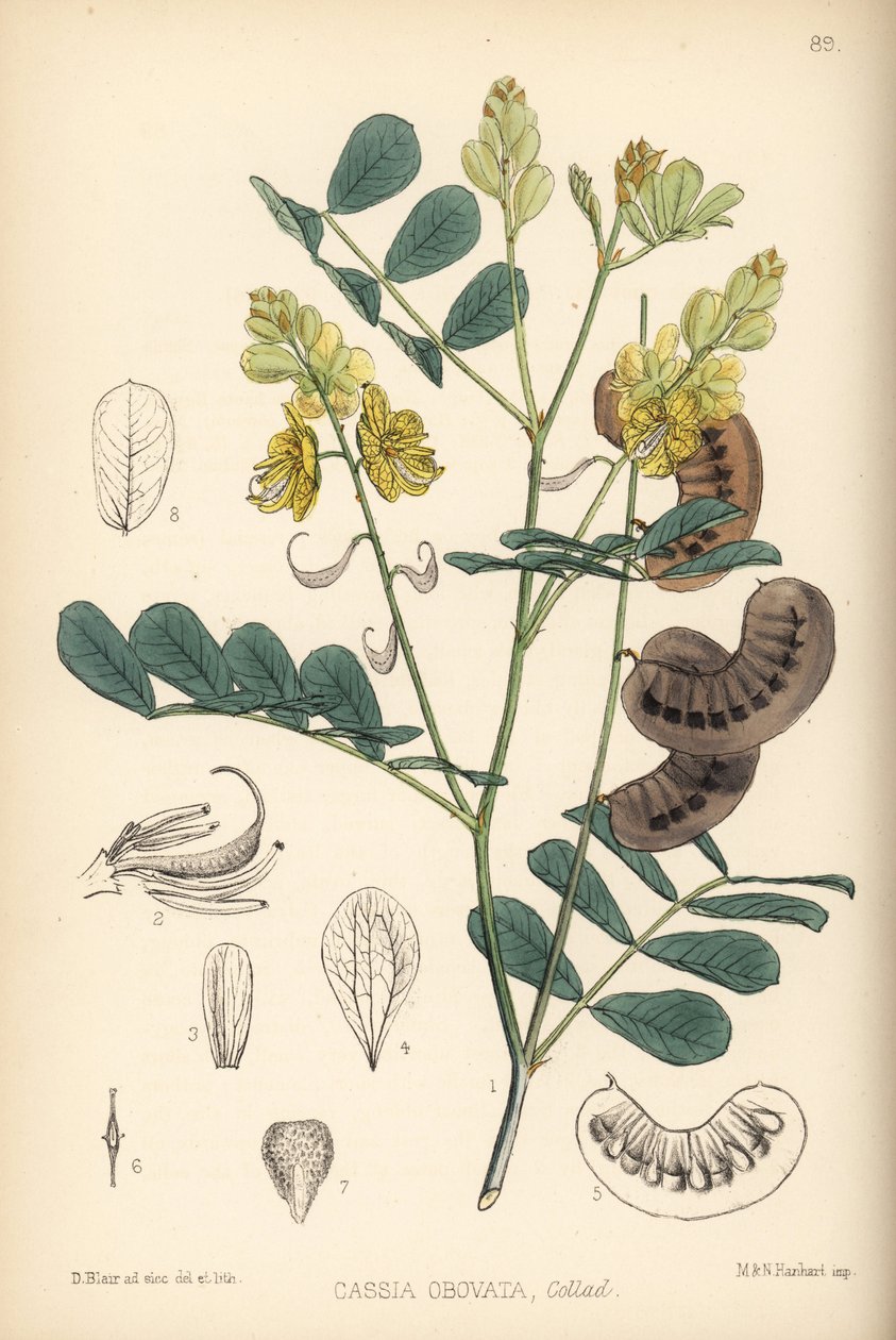 Senna del Senegal, senna italiana o senna di Port Royal, Senna italica (Cassia obovata). Litografia colorata a mano di Hanhart da un