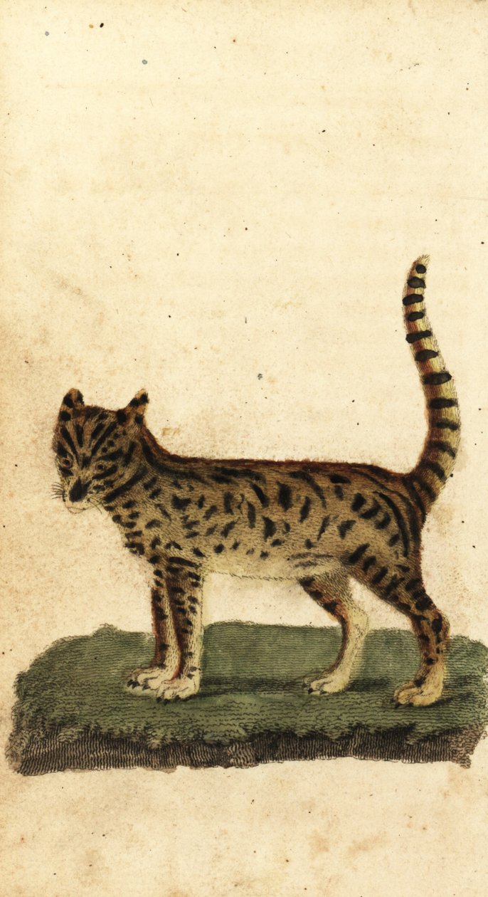 Serval, Leptailurus serval (incisione) da Unbekannter Künstler