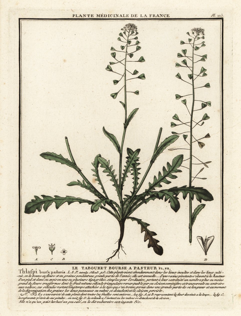 Capsella bursa-pastoris da Unbekannter Künstler