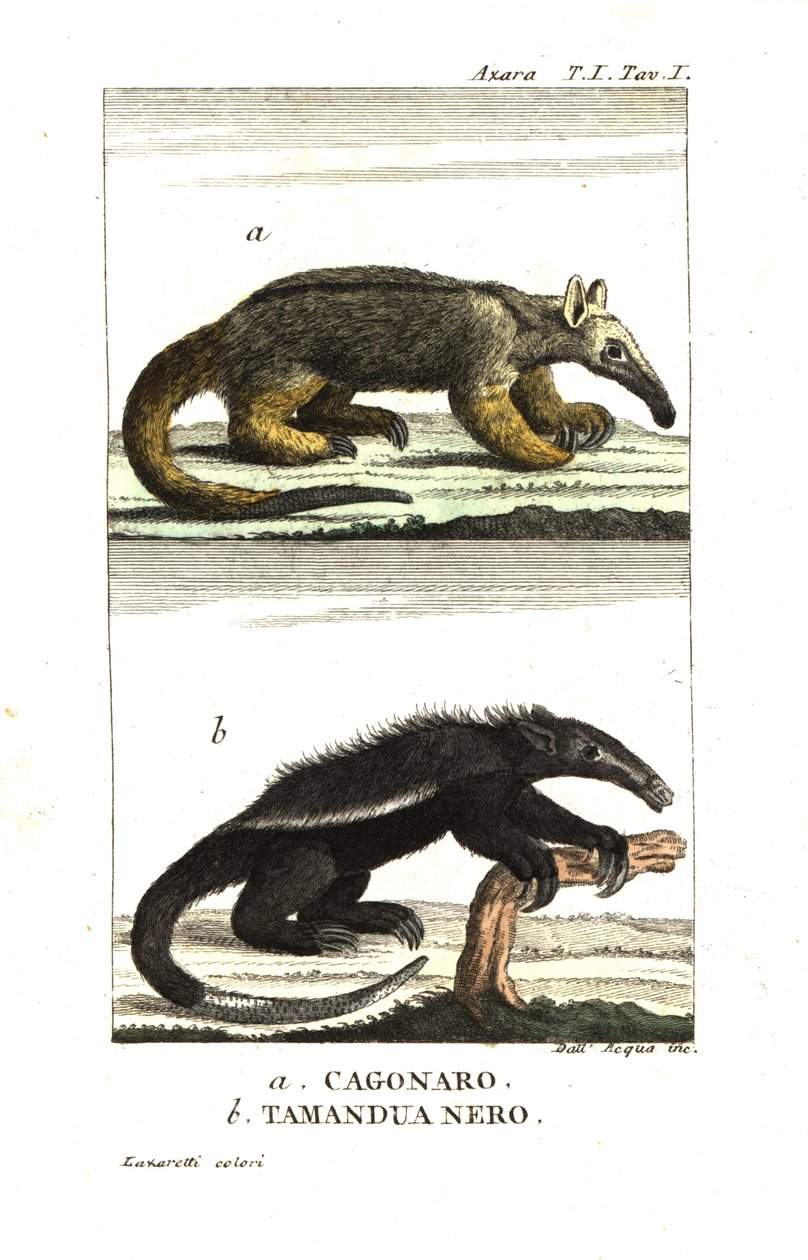 Formichiere setoso o formichiere pigmeo (Fourmilier) (cagouare di Azara), Cyclopes didactylus, e tamandua nero da Unbekannter Künstler