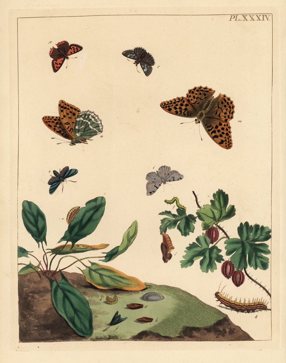Farfalla fritillaria argentata, Argynnis paphia, falena foresta, Adscita statices, L. o falena uva spina, Halia vauaria, piccola farfalla rame, Lycaena phlaeas, skipper scuro, Erynnis tages, e cespuglio di uva spina, Ribes grossularia da Unbekannter Künstler