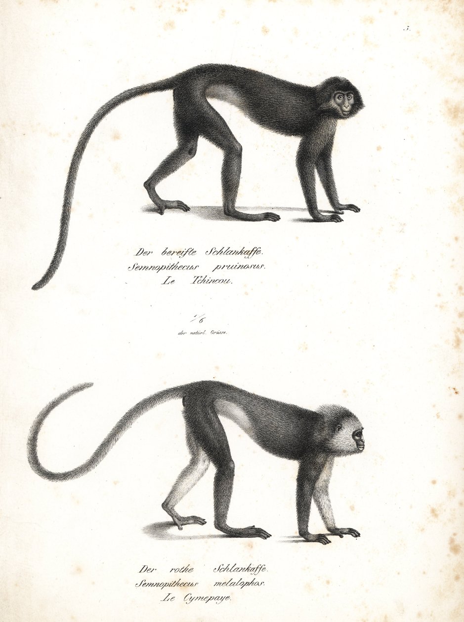 Lutung argentato, Trachypithecus cristatus (Semnopithecus pruinosus) e surili di Sumatra, Presbytis melalophos (Semnopithecus melalophos) in pericolo. Litografia di Karl Joseph Brodtmann da Storia naturale illustrata degli animali di Heinrich Rudolf Schinz da Unbekannter Künstler