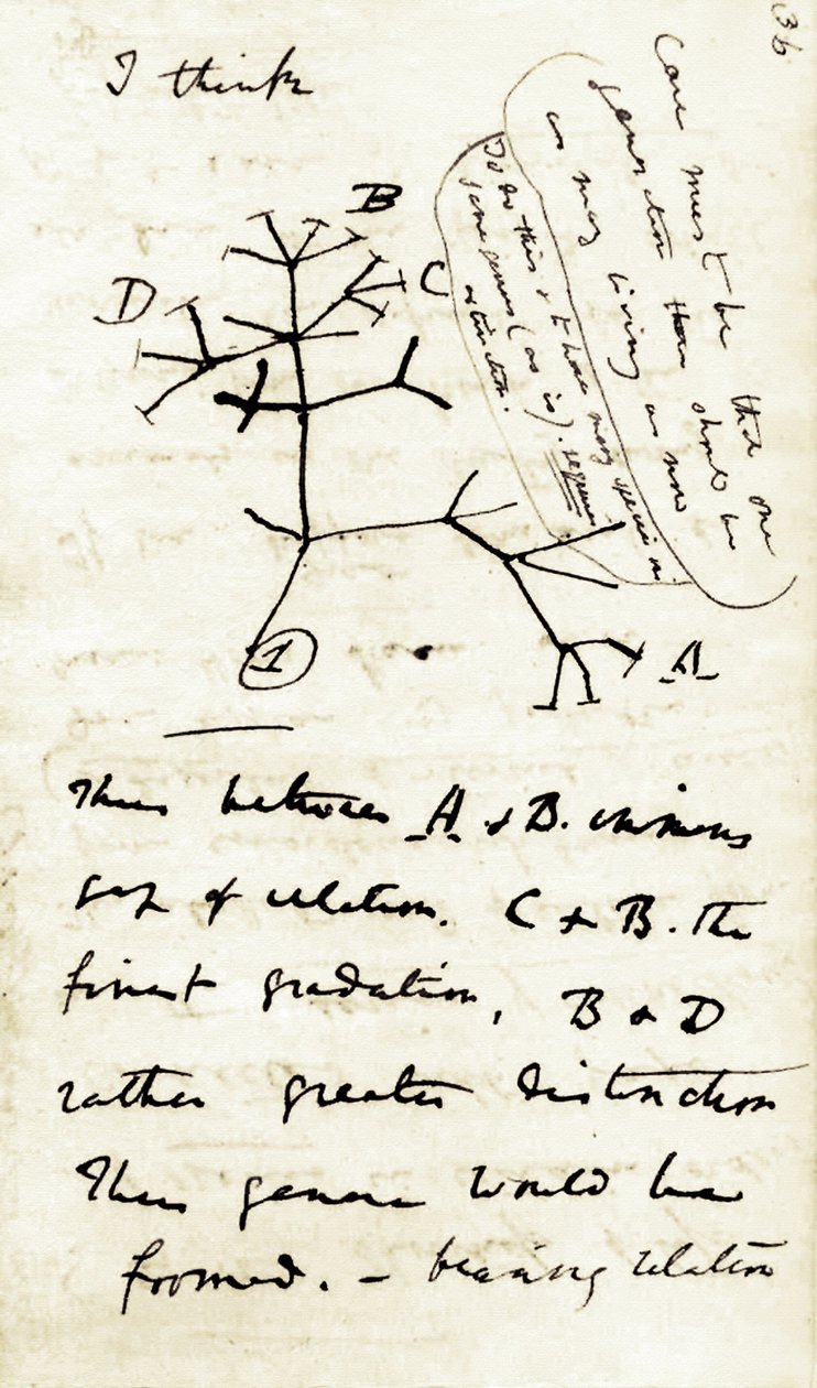 Schizzo di Charles Darwin (1809-1882) dal suo primo taccuino Transmutazione delle specie: questo è il suo primo diagramma riferito alla sua teoria dell