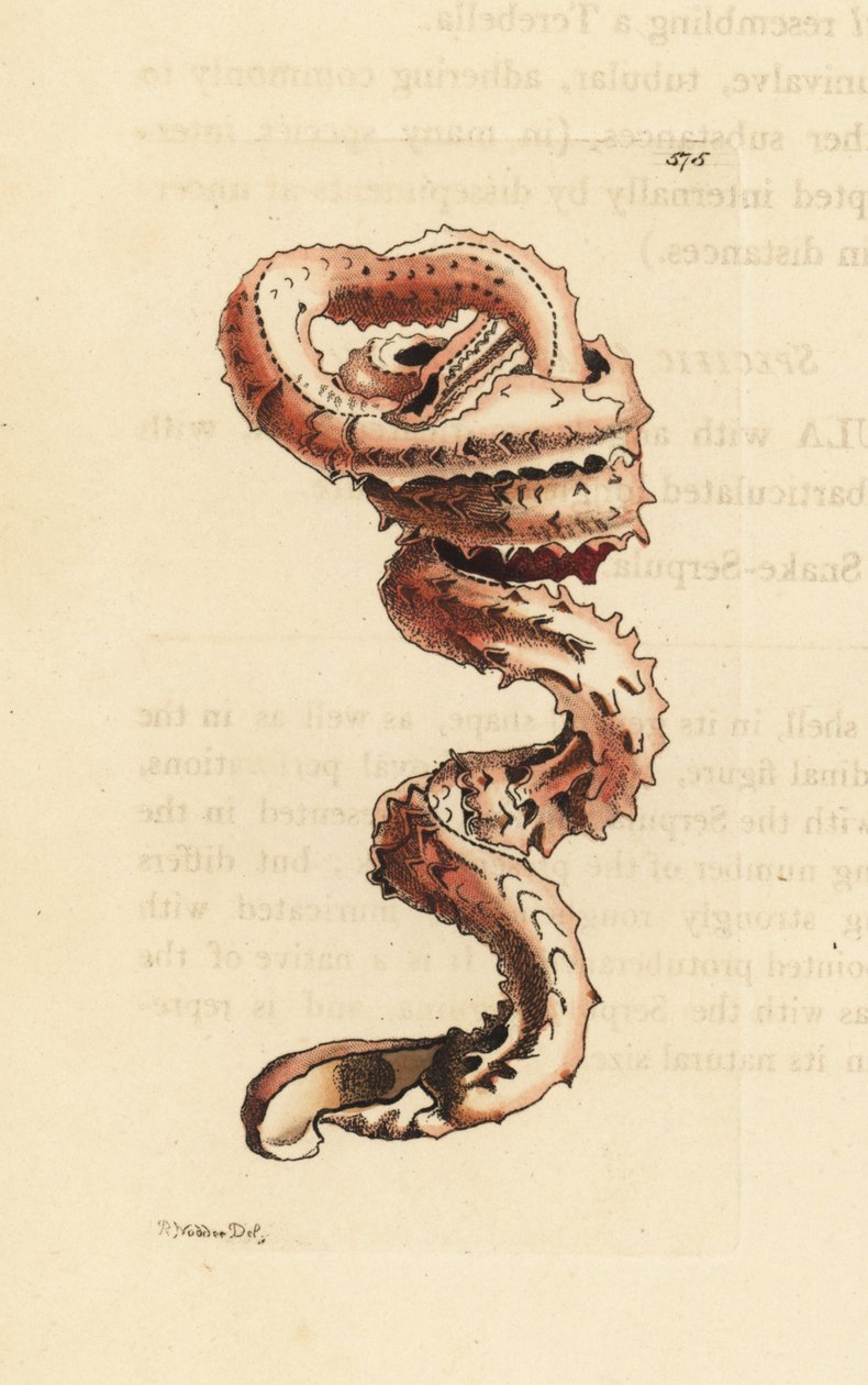 Conchiglia di verme fessurato, Tenagodus anguinus (Serpula muricata). Illustrazione disegnata e incisa da Richard Polydore Nodder. Incisione a mano colorata da George Shaw e Frederick Nodder
