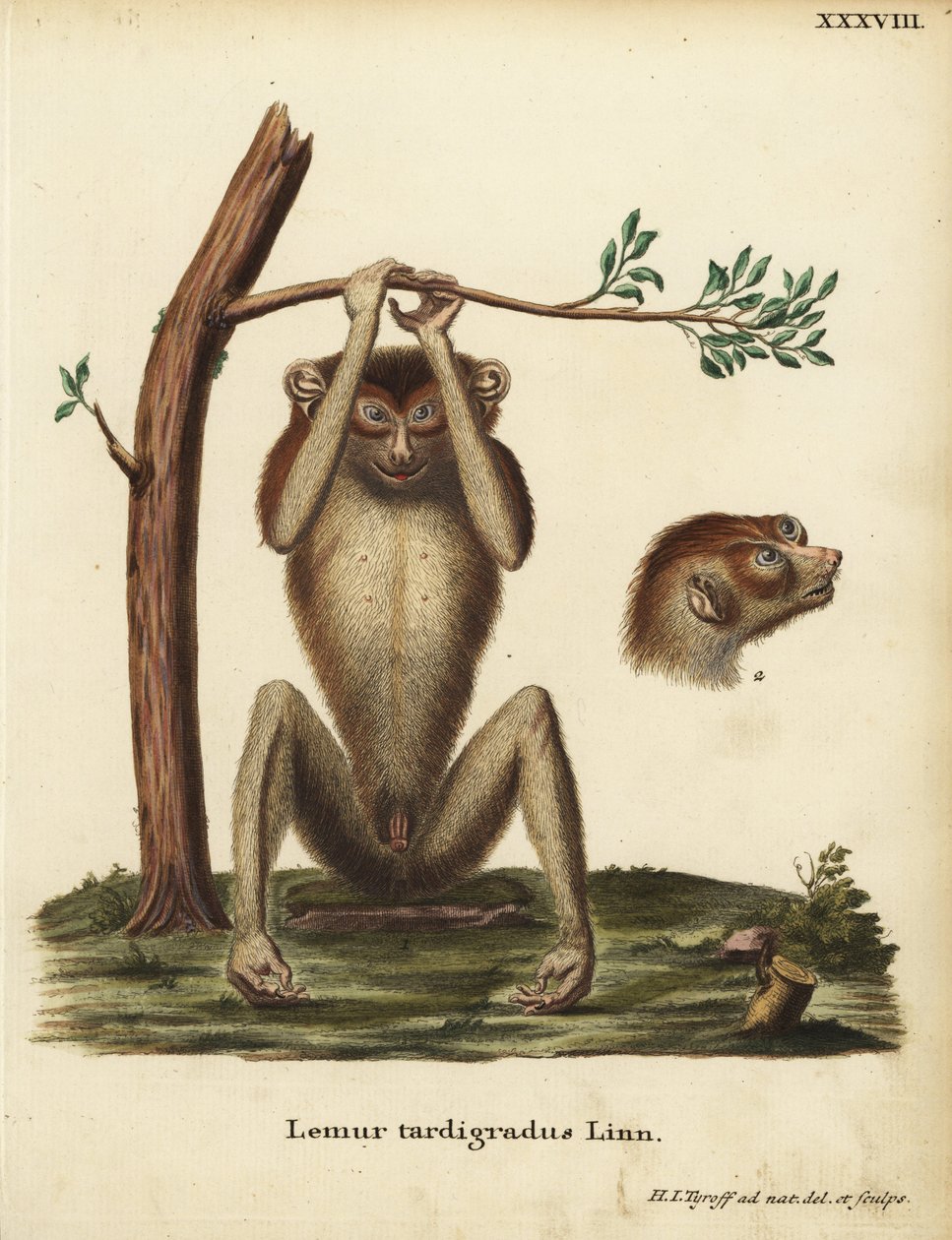 Lemure lento o loris snello rosso, Loris tardigradus. In pericolo. Lemur tardigradus Linn. Incisione a mano colorata su rame disegnata e incisa da Hermann Jakob Tyroff da Illustrazioni animali di Johann Christian Daniel Schreber da Unbekannter Künstler