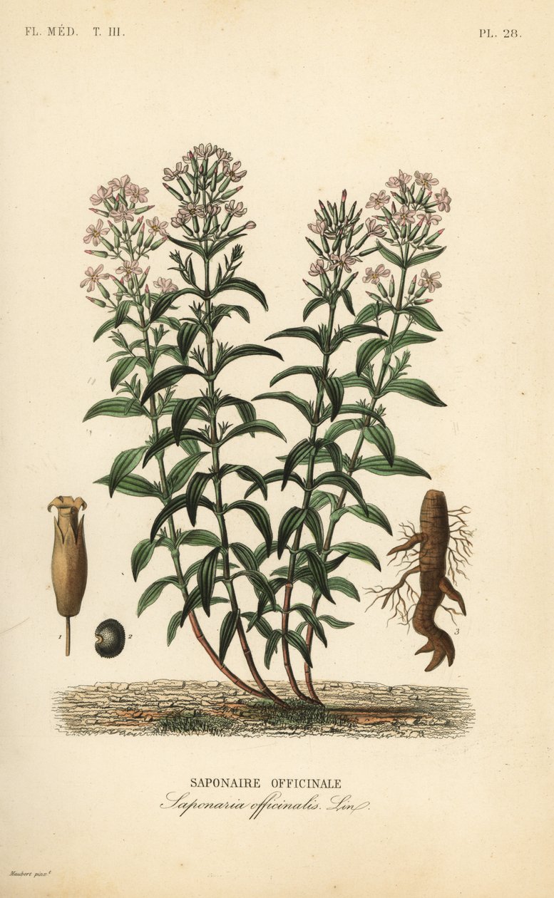 Saponaria da Unbekannt