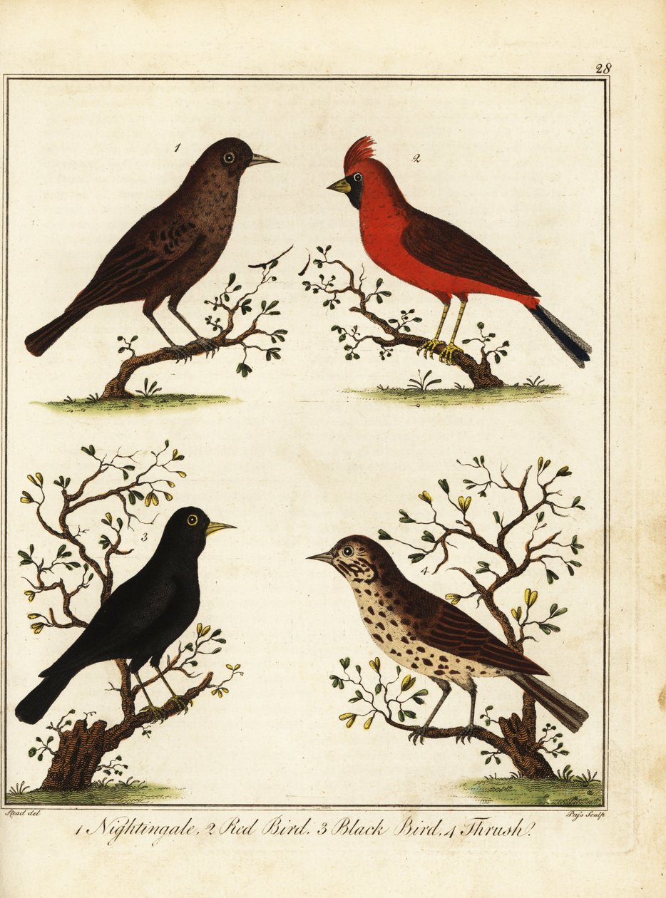 Uccelli canori: usignolo, uccello rosso, merlo e tordo da Unbekannter Künstler