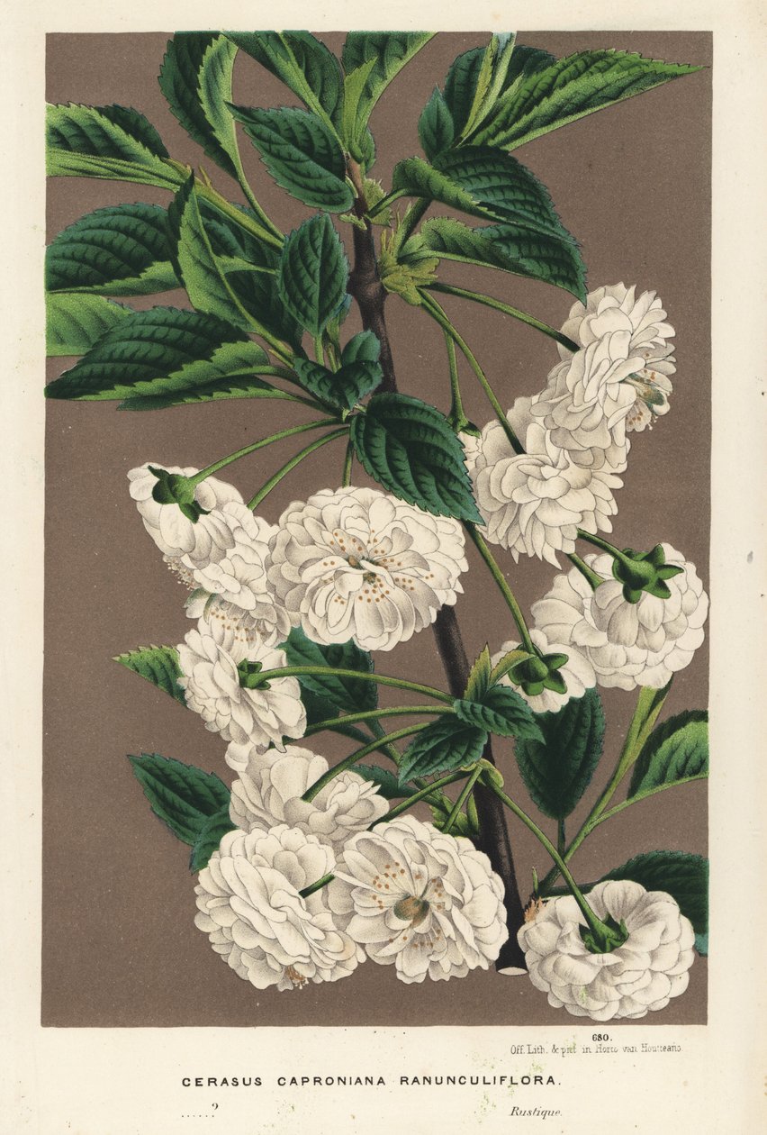 Ciliegio acido, Prunus cerasus (caproniana ranunculiflora). Litografia a mano colorata da Flowers of the Gardens and Hothouses of Europe di Louis van Houtte e Charles Lemaire, Flore des Serres et des Jardins de l