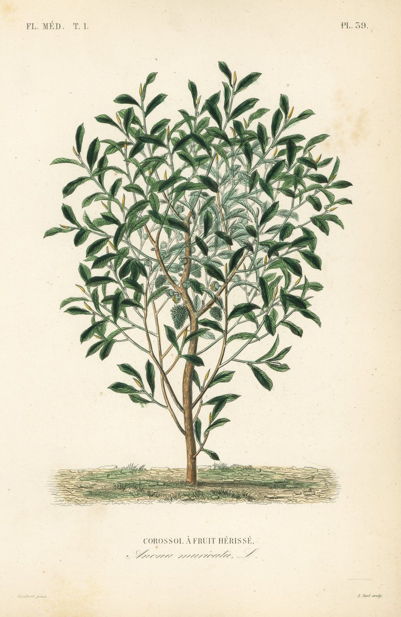 Graviola, Annona muricata da Unbekannt