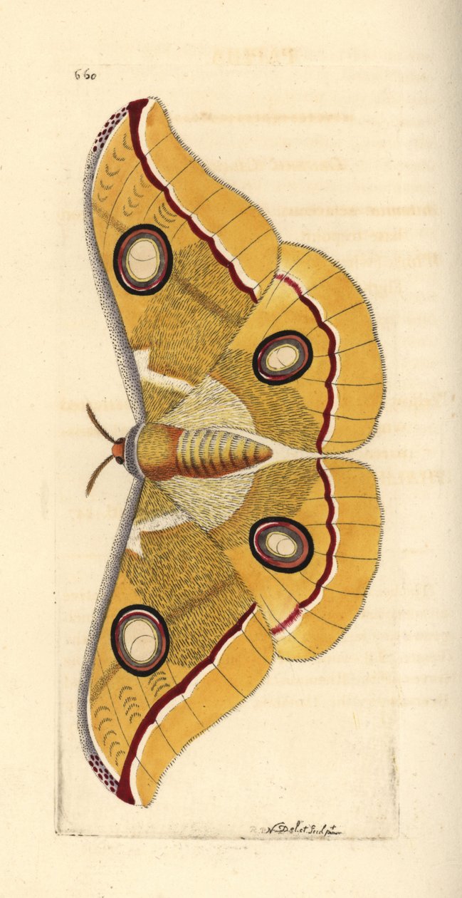 Antheraea paphia (Phalaena paphia) da Unbekannter Künstler