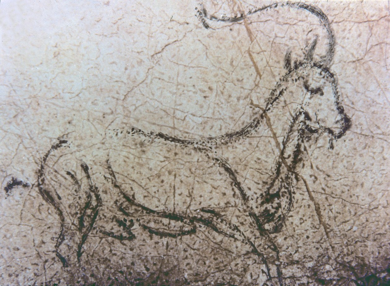 Capra spagnola, periodo paleolitico, c.40000-12000 a.C. (pittura rupestre) da Unbekannter Künstler
