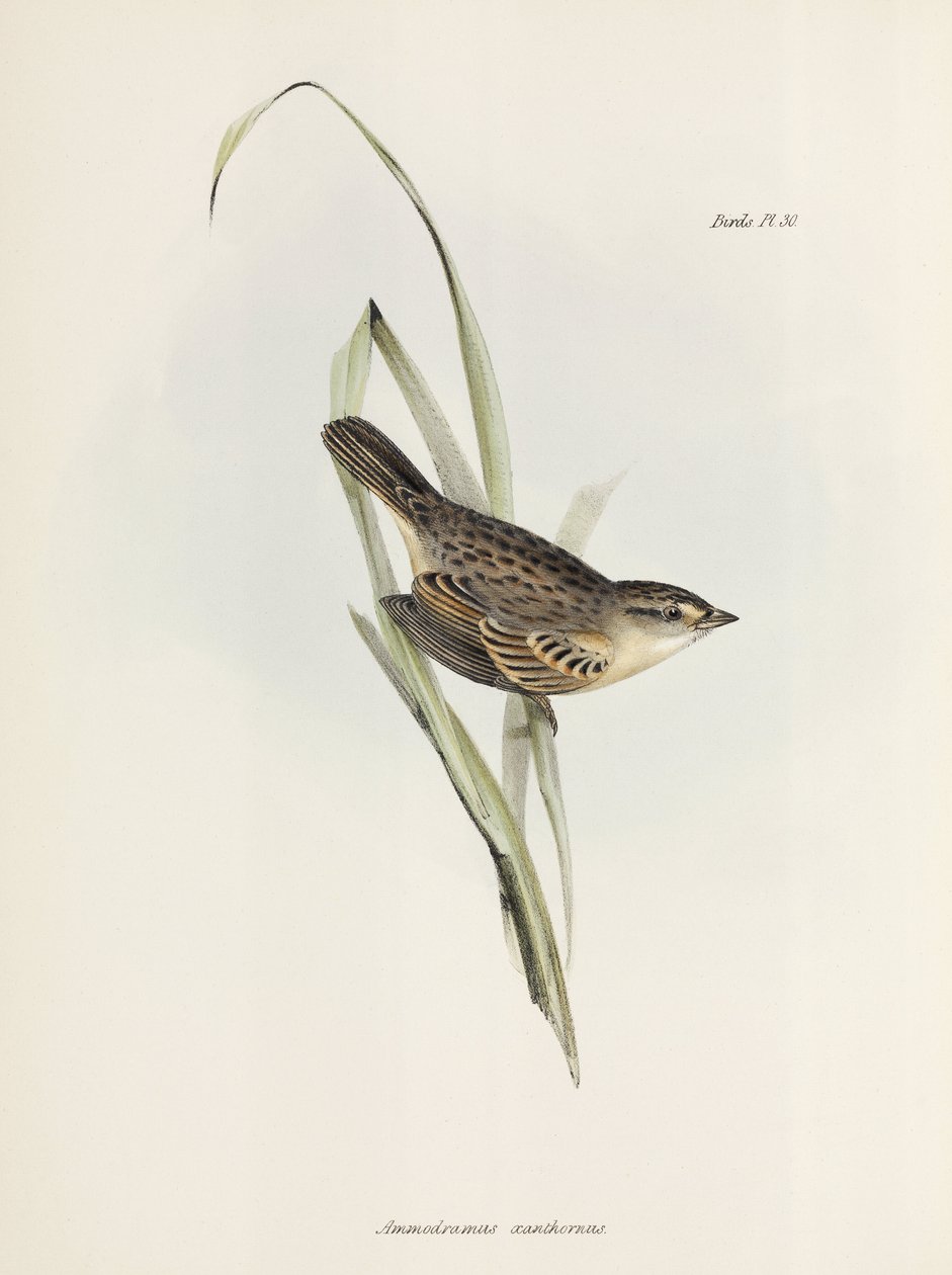 Passero o fringuello, c 1832-1836 da Unbekannter Künstler