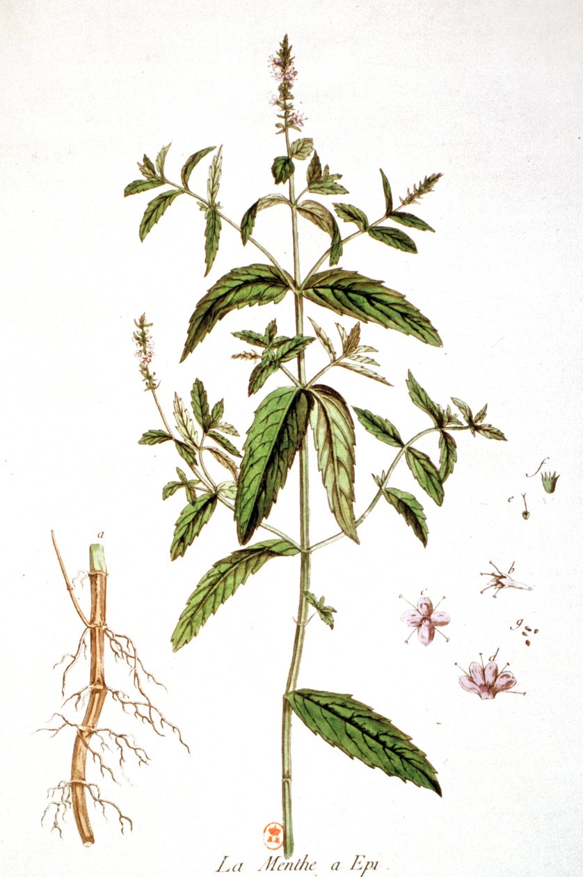 Menta piperita da Unbekannter Künstler