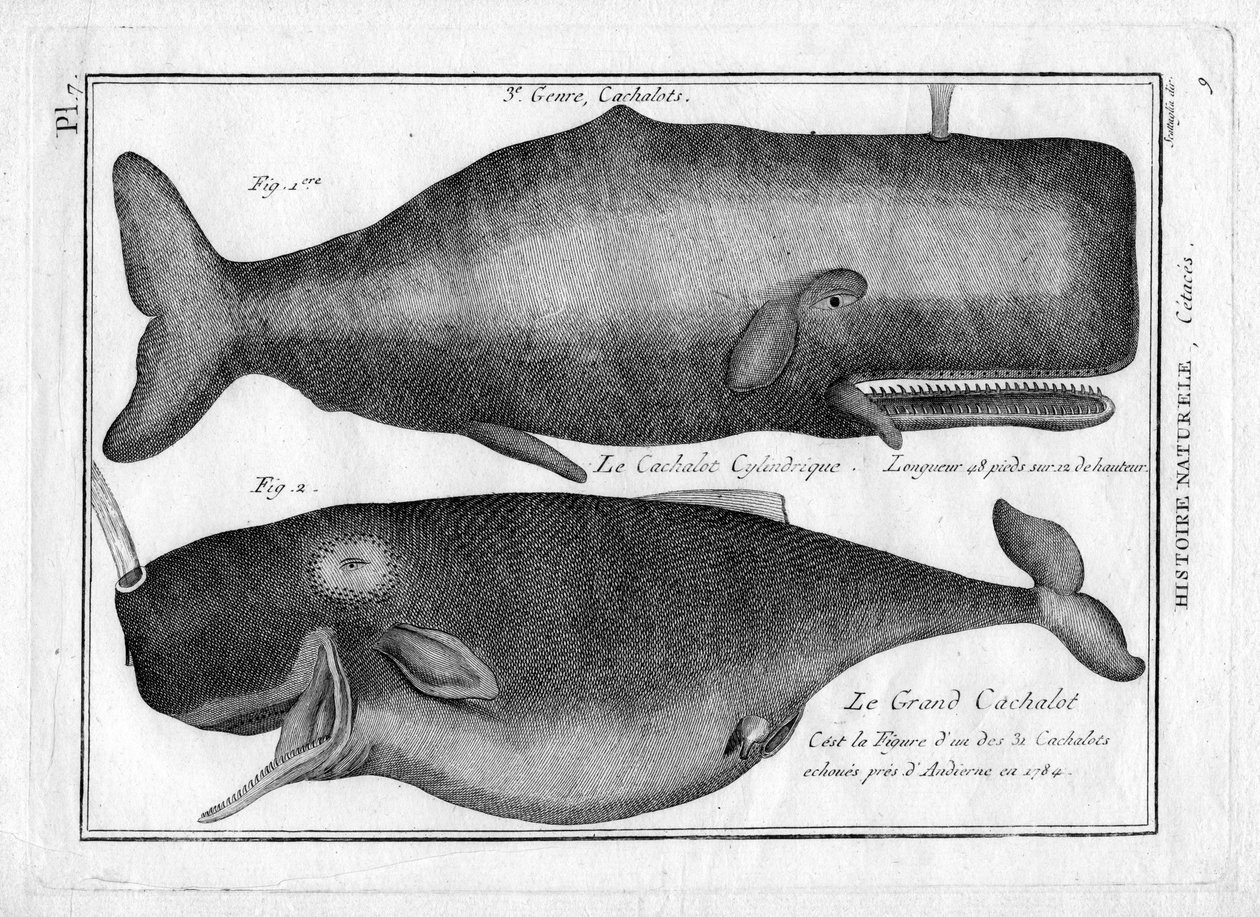 Capodogli in "Painting Encyclopedique et Methodique des trois Regnes de la Nature" di Pierre Joseph Bonnaterre (1762-1804). Parigi 1784 da Unbekannter Künstler