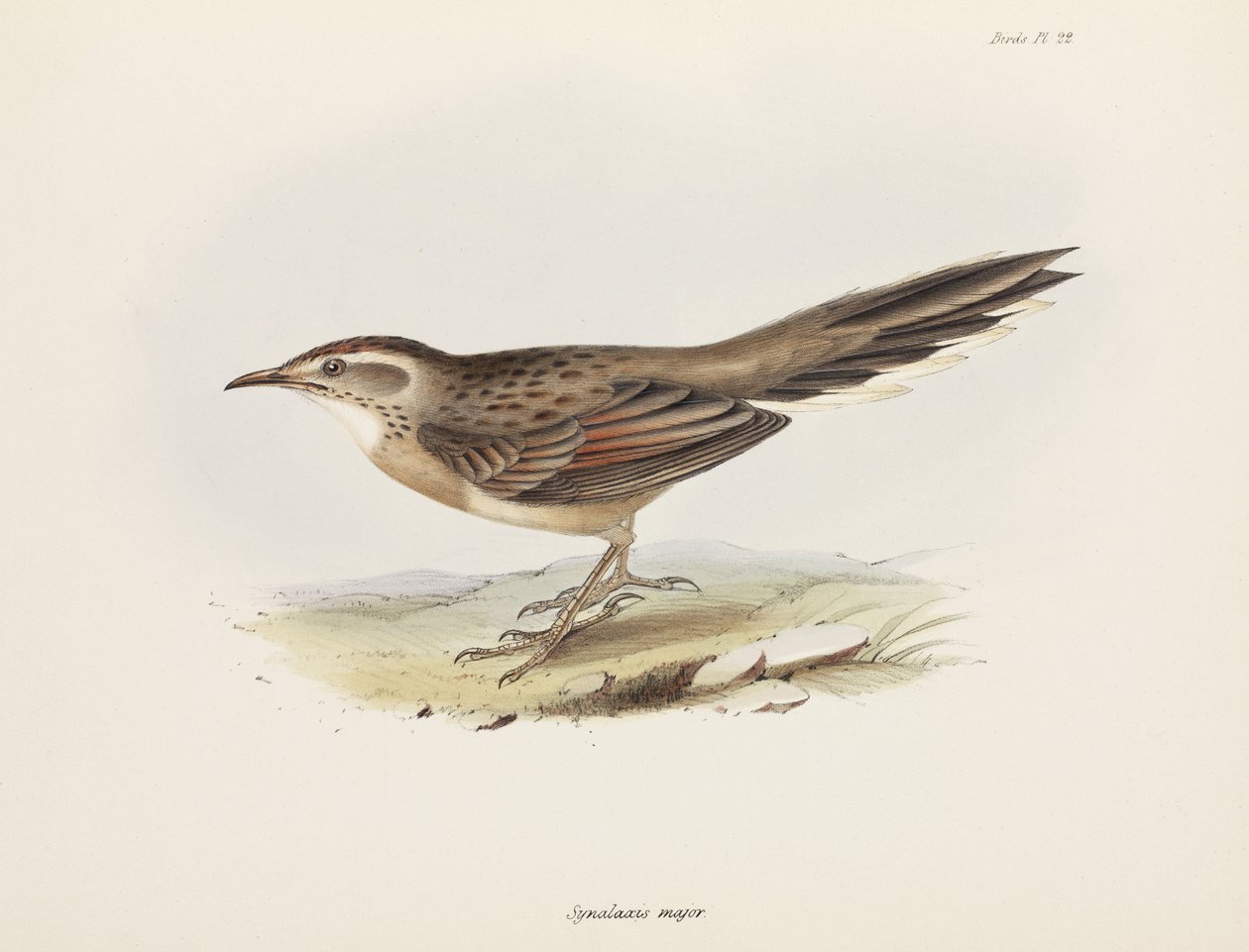 Spinetail, Sud America, c. 1832-1836 da Unbekannter Künstler