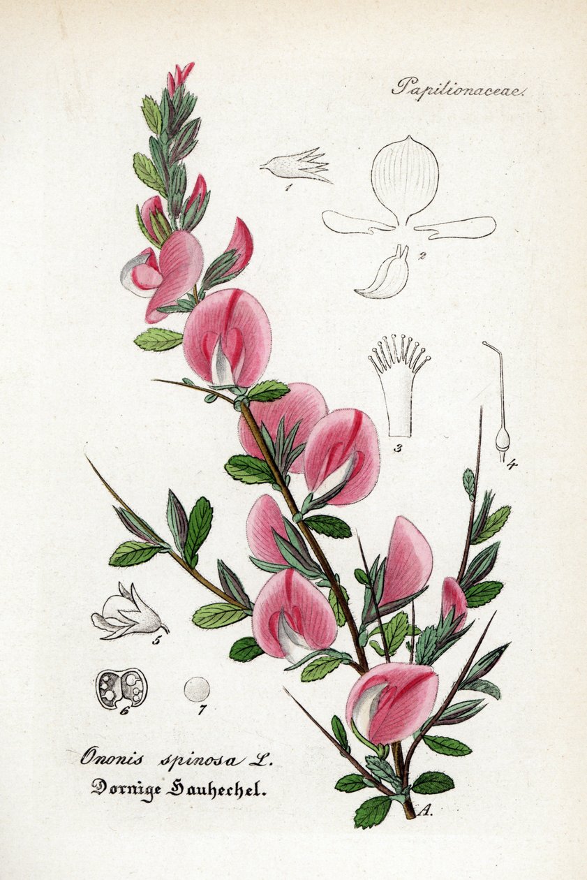 Ononide spinosa, Ononis spinosa. Incisione su rame colorata a mano da "Hand-Atlas sammtlicher mediinisch-pharmaceutischer Gewachse" di Dr. Willibald Artus da Unbekannter Künstler