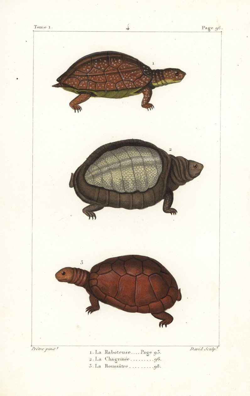 Tartaruga maculata, Rhinoclemmys punctularia, tartaruga indiana, Lyssemys punctata, e tartaruga elmetto nordafricana, Pelomedusa subrufa olivacea da Unbekannter Künstler