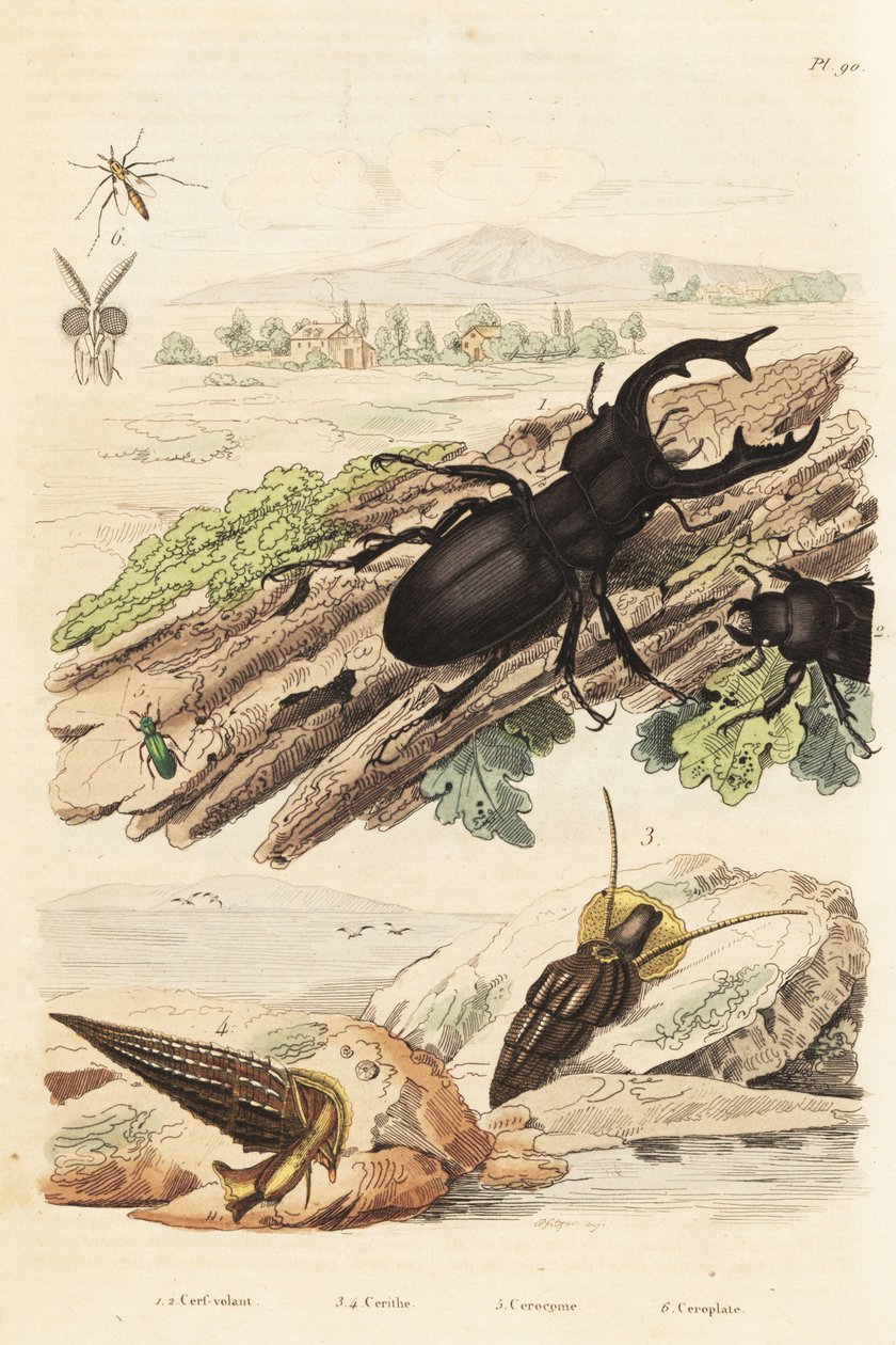 Cervo volante, Lucanus cervus, Cerithium sulcatum e molluschi Rhinoclavis aspera, Cerocoma elateroides e vespa Keroplatus tipuloides da Unbekannt