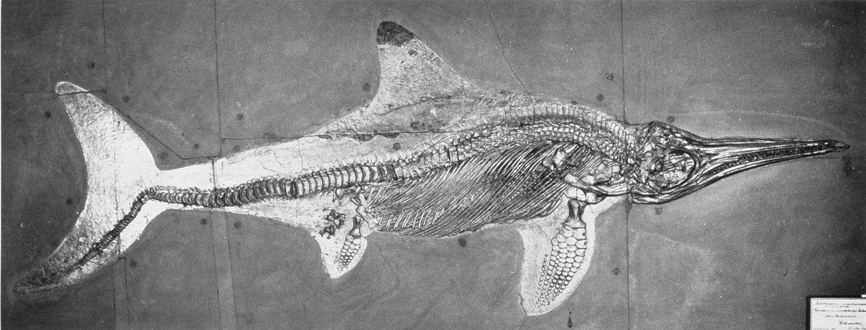 Stenopterygius megacephalus (l