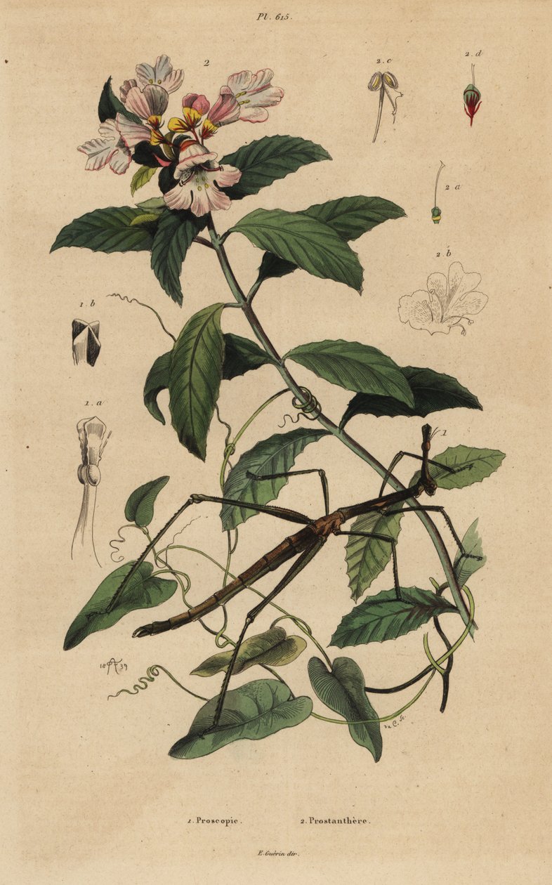 Insetto stecco, Proscopia granulata, e cespuglio di Natale vittoriano, Prostanthera lasianthos da Unbekannt