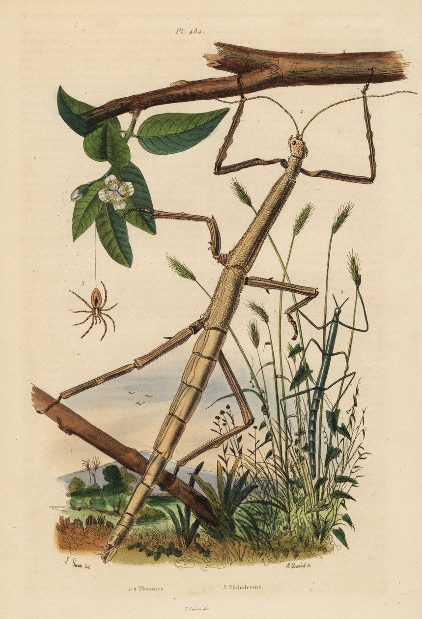 Insetti stecco o fasmidi, Carausius morosus e Clonopsis gallica, e ragno granchio errante, Philodromus aureolus da Unbekannt